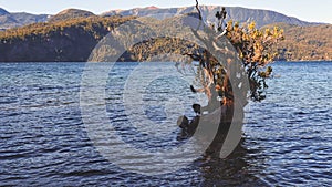 Old dry tree emerging from Lacar lake photo
