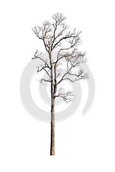 Old dry tree isolated on white