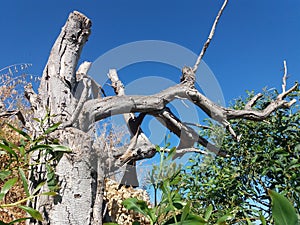 Old dry tree without leafs