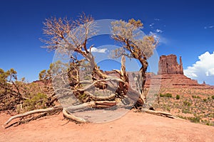 Old dry tree in Monument Valley in Navajo Nation Reservation between Utah and Arizona