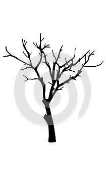 Old dry tree silhouette