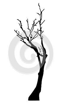 Old dry tree silhouette