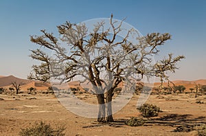 Old dry tree in Sossusvlei, Namibia