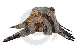 Old tree stump with moss isolated on white