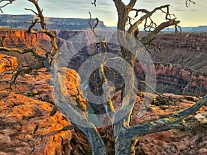 An old dry tree. Toroweap overlook of Grand Canyon National Par photo