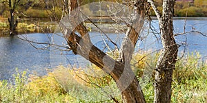 Old and Dry Tree Trunk on River Bank at Autumn Sunny Day