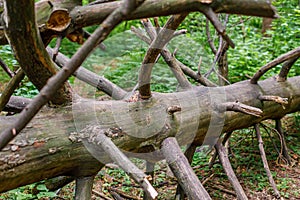 Old dry tree trunk in summer forest