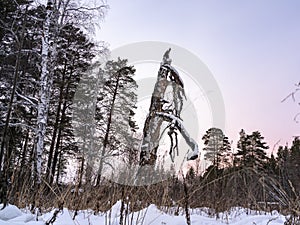 The old dry tree in winter forest