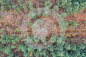 Old dry tree among young trees