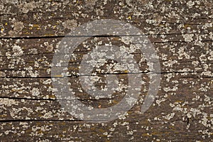 Old dry, weathered boards, covered with lichen