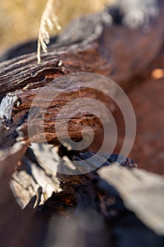 Old, dry wood branch, texture of a natural material with dark tones of brown