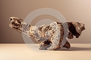 Old dry wooden snag on a beige background