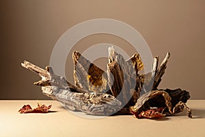 Old dry wooden snags on a beige background