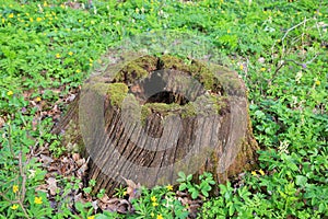 old dry wooden stump with moss