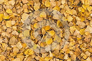 Old dry yellow fallen leaves on the ground. Background texture