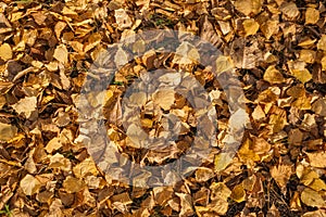 Old dry yellow fallen leaves on the ground. Background texture