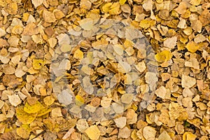Old dry yellow fallen leaves on the ground. Background texture