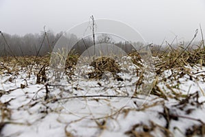 old dry yellow grass under snow in winter