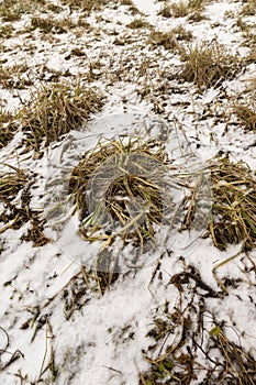 old dry yellow grass under snow in winter