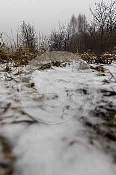 old dry yellow grass under snow in winter
