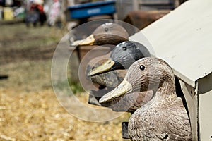 Old Duck Decoys for Hunting photo