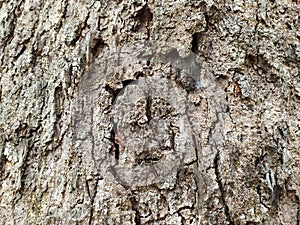 old durian tree bark