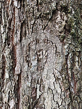 old durian tree bark