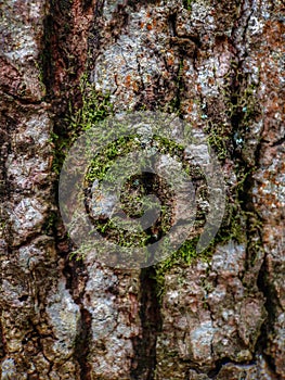 Old durian tree bark nature