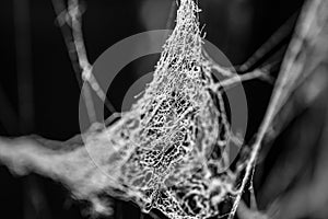 Old dusty spider web, cobweb in black and white