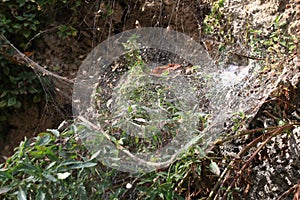 Old dusty spider web in a forest
