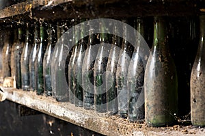 Old dusty wine bottles on a cellar shelf