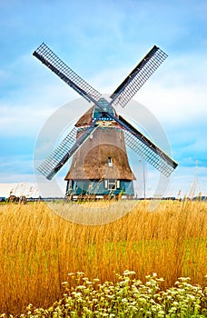 Old Dutch mill with yellow wheat