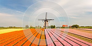 Old Dutch windmill with blooming tulips in front