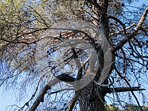 Old dying pine tree in the spanish forest.Damaged by processionary caterpillars