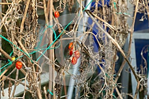 Old dying shrivelled up tomato plants in a greenhouse in winter