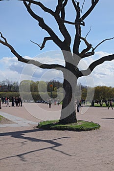 Old dying tree