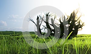 An old dying tree surrounded by a large meadow.