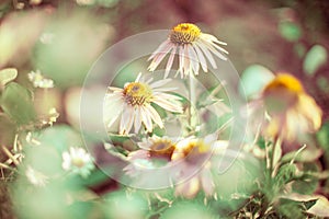 Old echinacea flowers growing in the summer garden