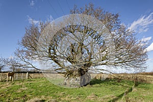 The Old Electric Oak, Wickwar