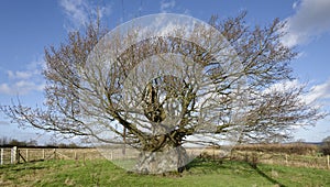 The Old Electric Oak, Wickwar