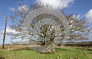 The Old Electric Oak, Wickwar