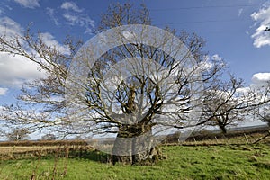 The Old Electric Oak, Wickwar