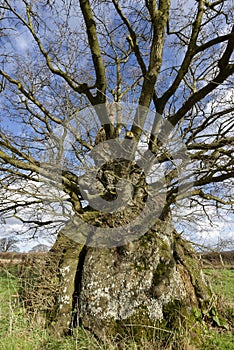 The Old Electric Oak, Wickwar