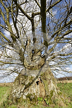 The Old Electric Oak, Wickwar