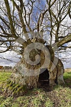 The Old Electric Oak, Wickwar