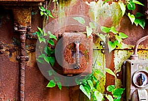 Old electrical panel on iron wall and leaves of ivy