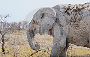 Old elephant broken tusks ivory business, Namibia