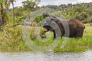 Old Elephant Bull munching shoreline grass