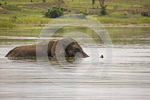 Old Elephant Bull swimming in Lake Akagera