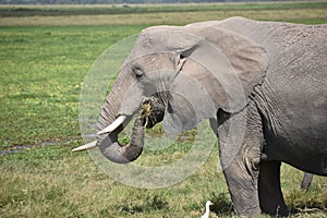 Old Elephant Eats in Marsh